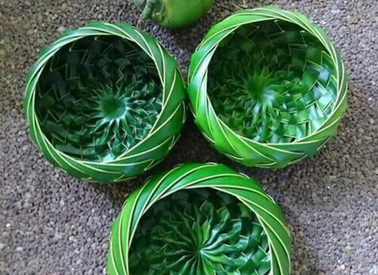 Coconut Leaf Basket Making